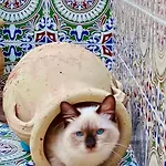 Araba Fenice